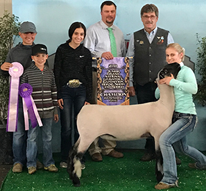 Farao Club Lambs Winners