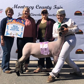 Farao Club Lambs Winners