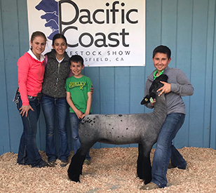 Farao Club Lambs Winners
