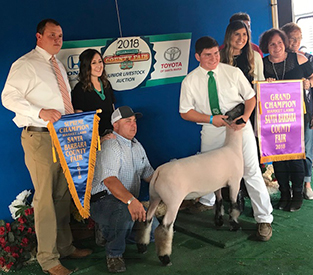 Farao CLub Lambs Winners