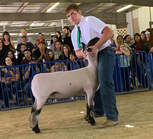 Farao Club Lambs Winners