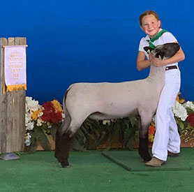 Farao Club Lambs Winners