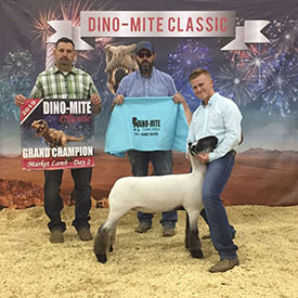 Farao Club Lambs Winners