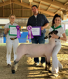 Farao Club Lambs Winners