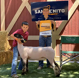 Farao Club Lambs Winners