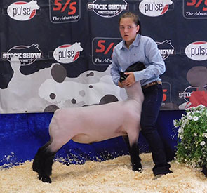 Farao Club Lambs Winners