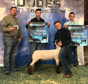Farao Club Lambs Winners